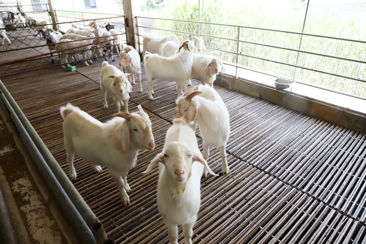 Goats in the company's animal housing facility
