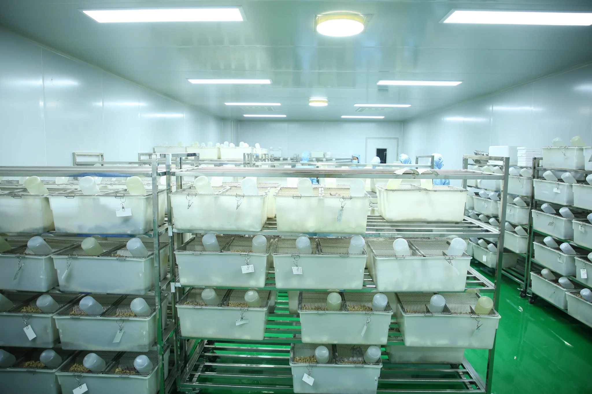 Multiple mouse housing racks in the actual facility