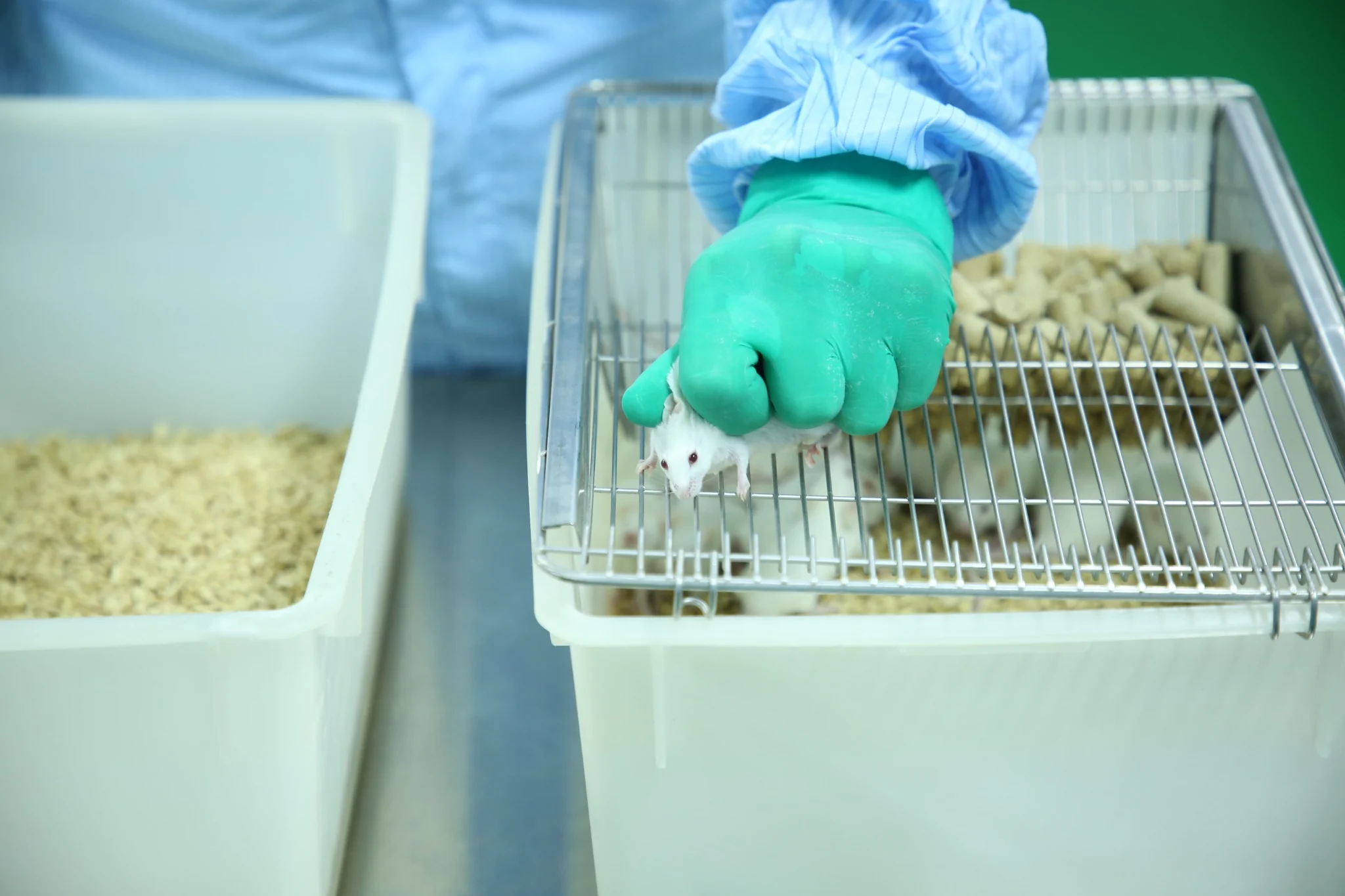 Gloved worker handling a mouse during facility operations