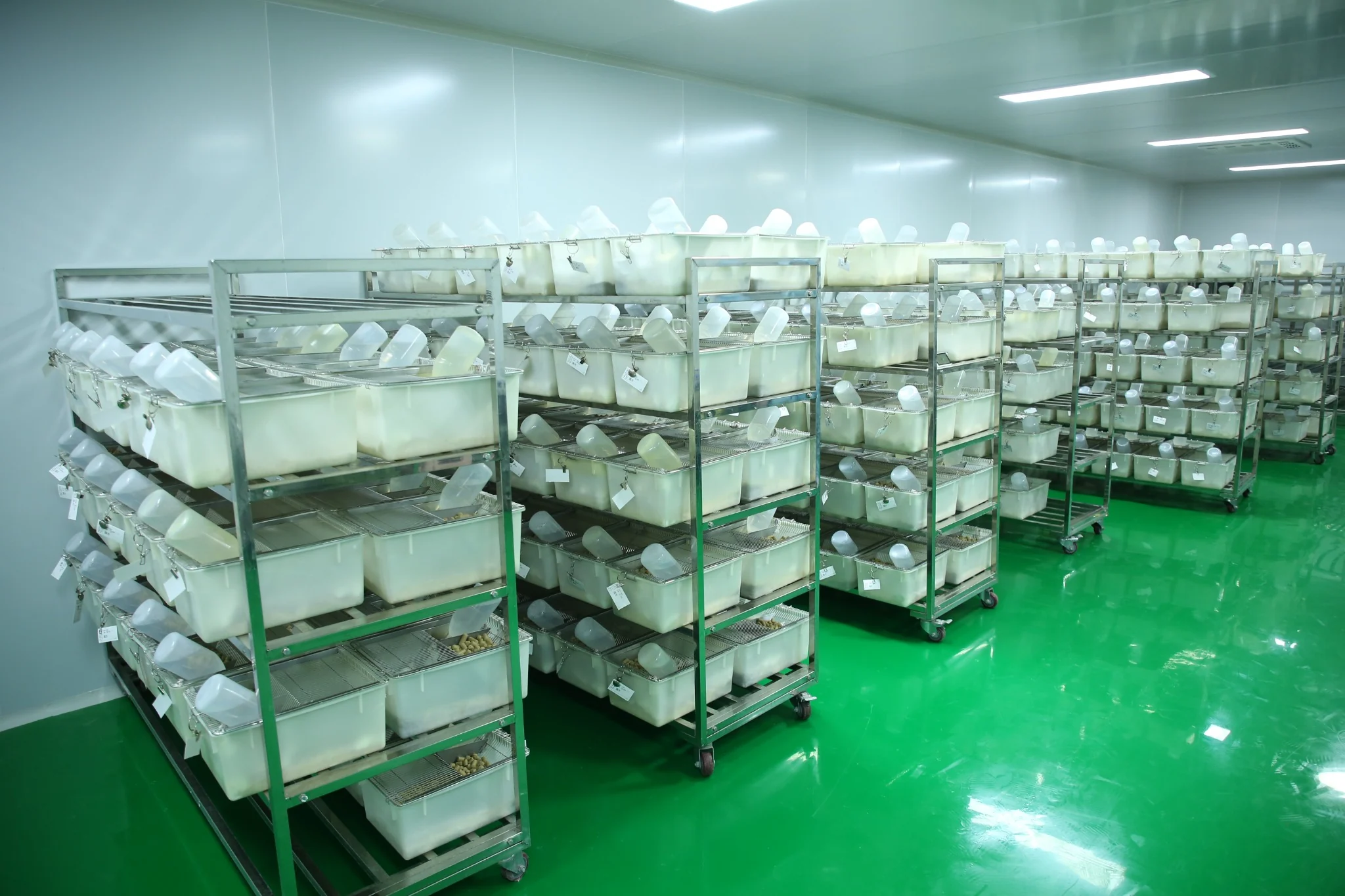 Mouse housing facility with organized cage racks