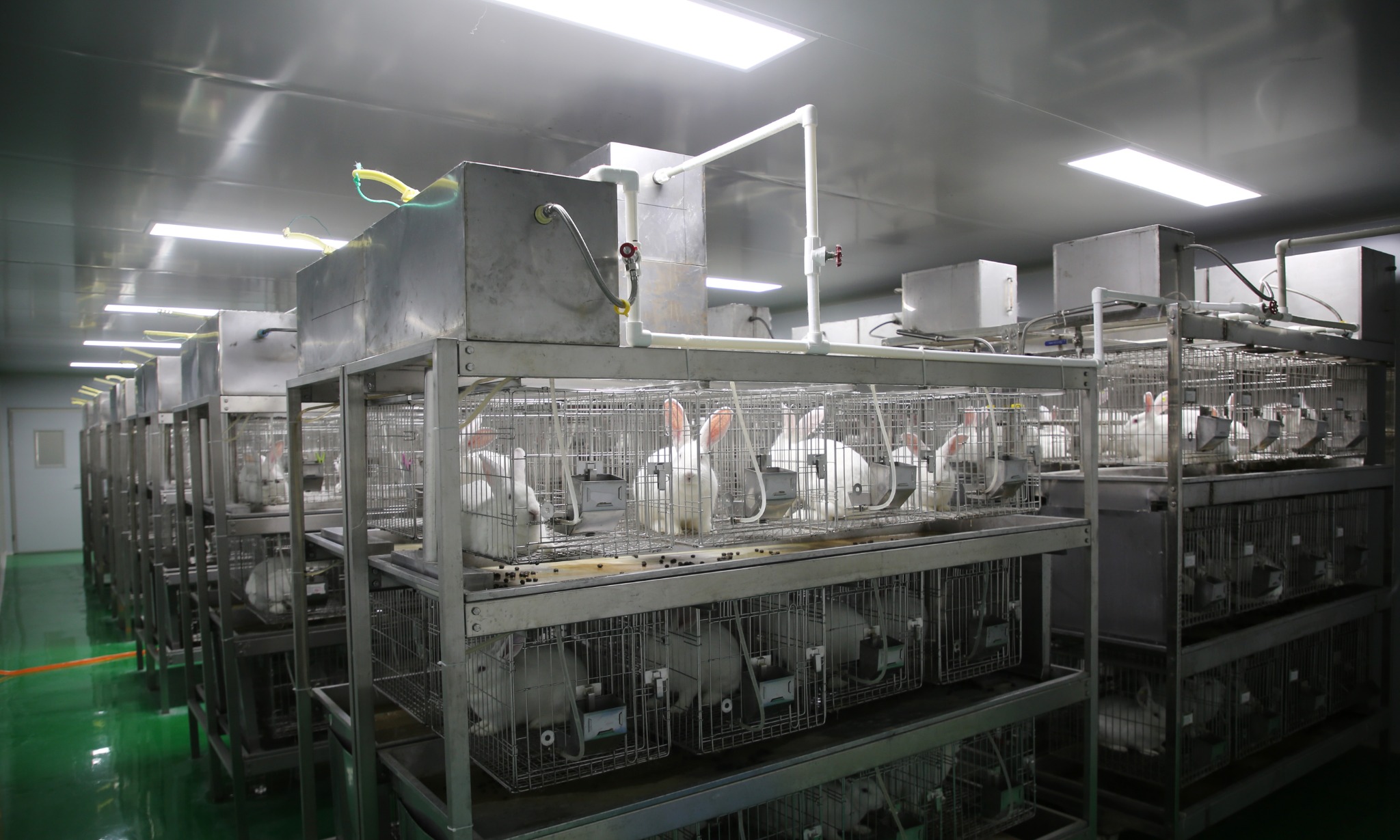 Original photograph showing long rows of rabbit housing cages inside the facility