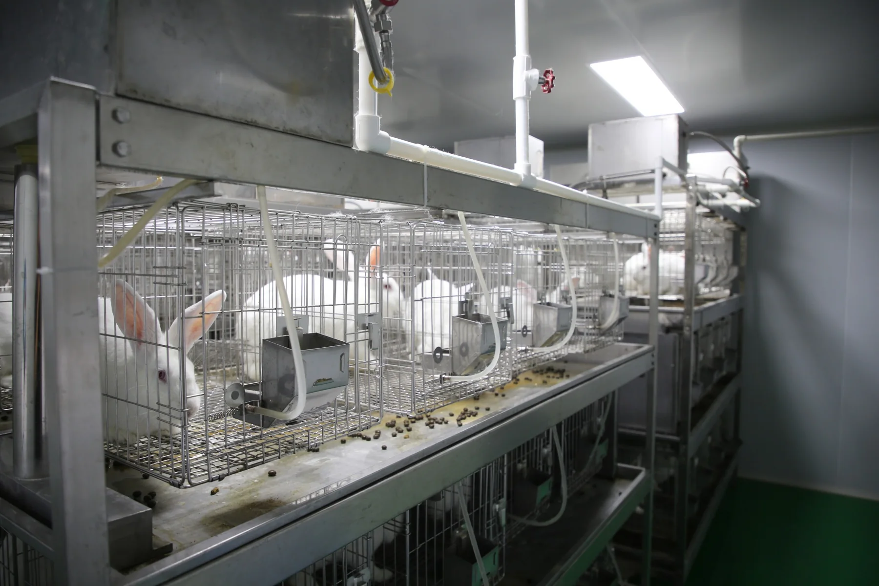 Close-up view of the rabbit housing system used for contract immunization programs