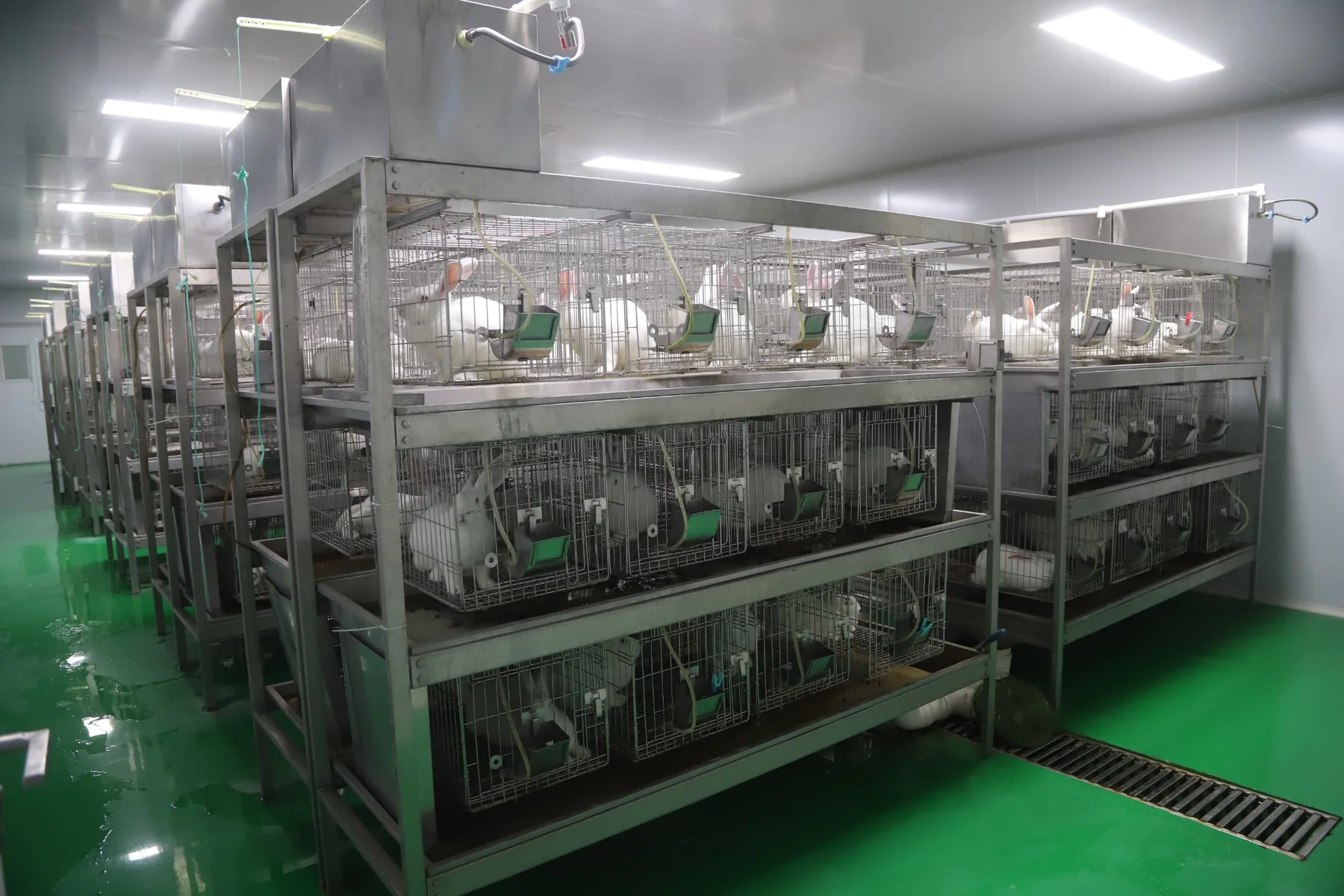 Different view of the company rabbit housing facilities